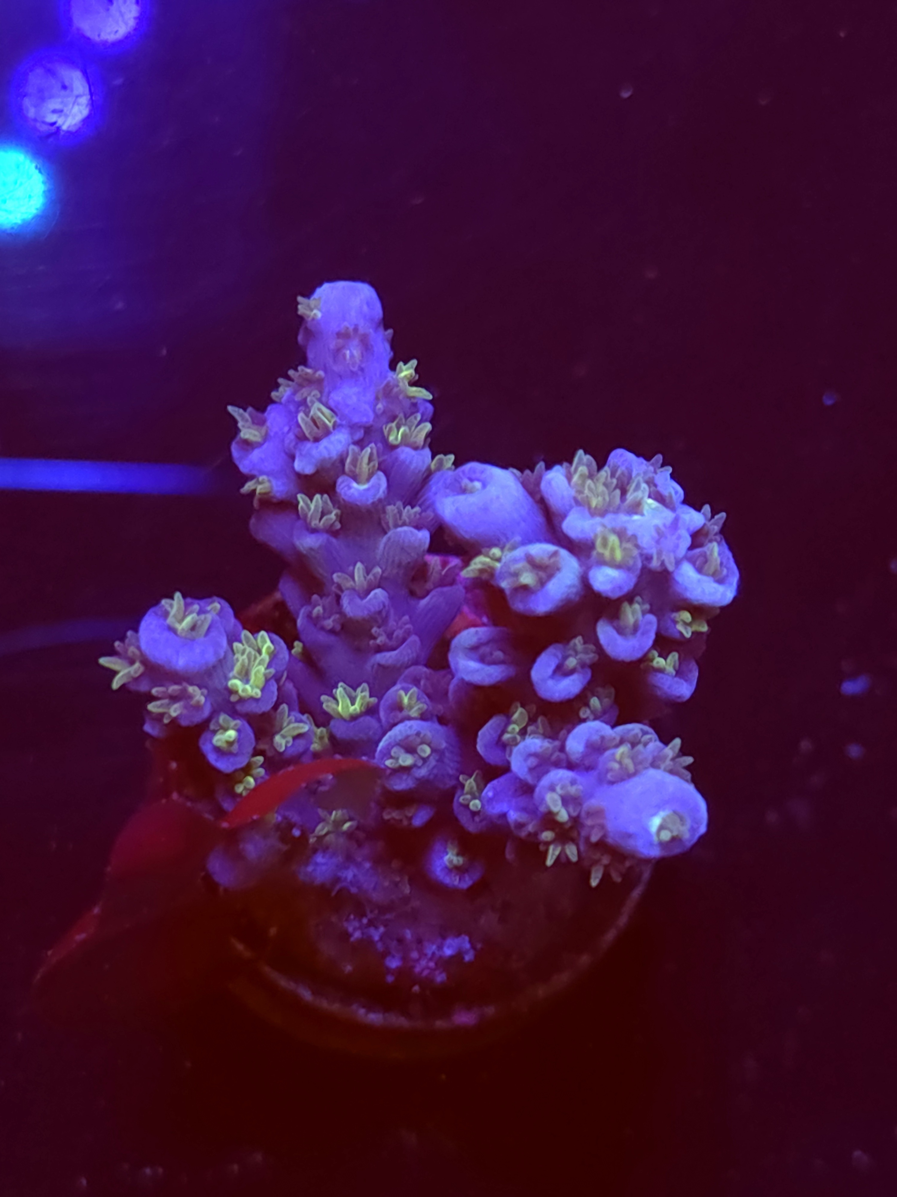 SBB "Sugar Spark" Acro Medium Multibranch