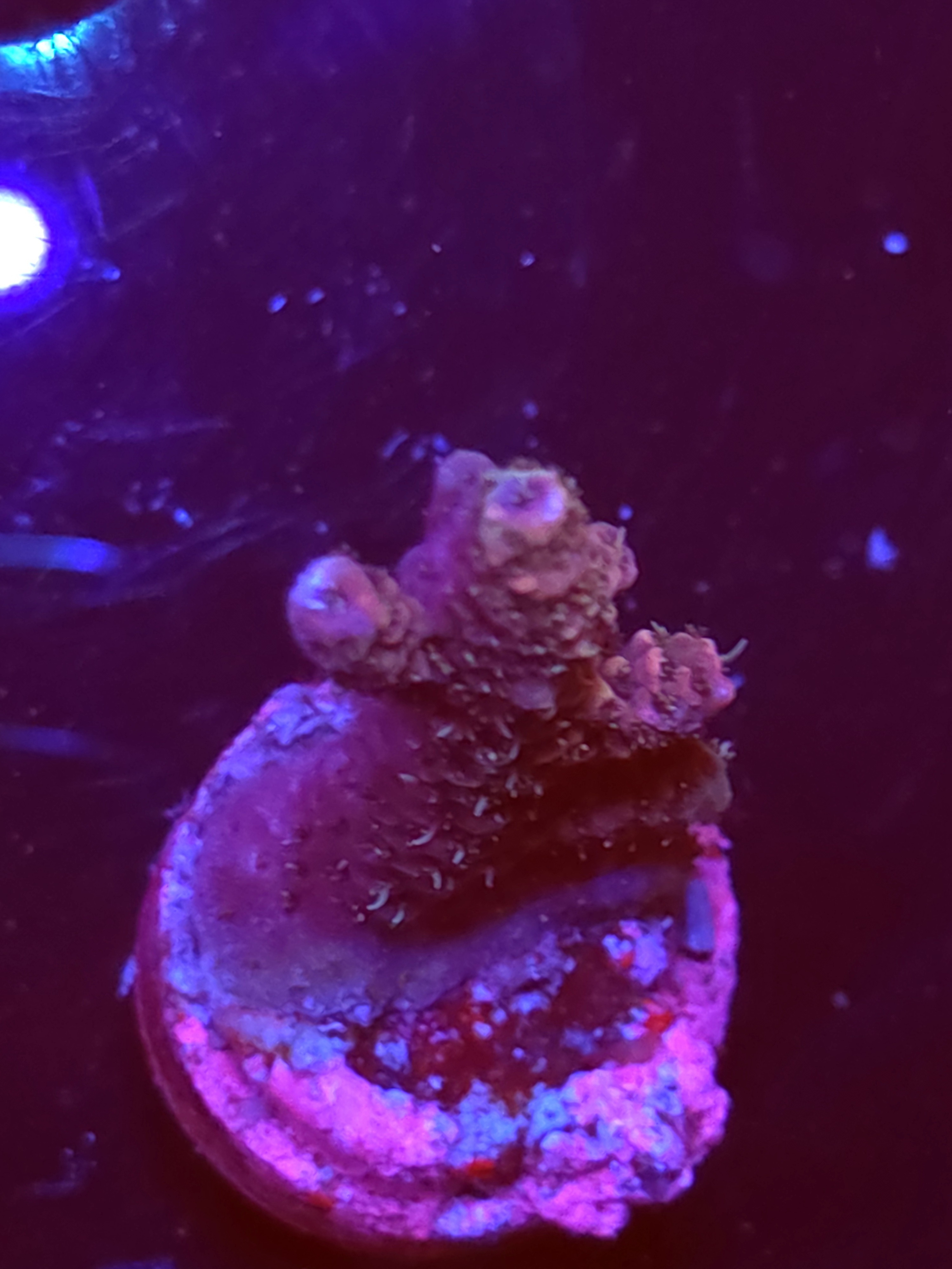 SBB "Glitter Venom" Acro Medium Multibranch