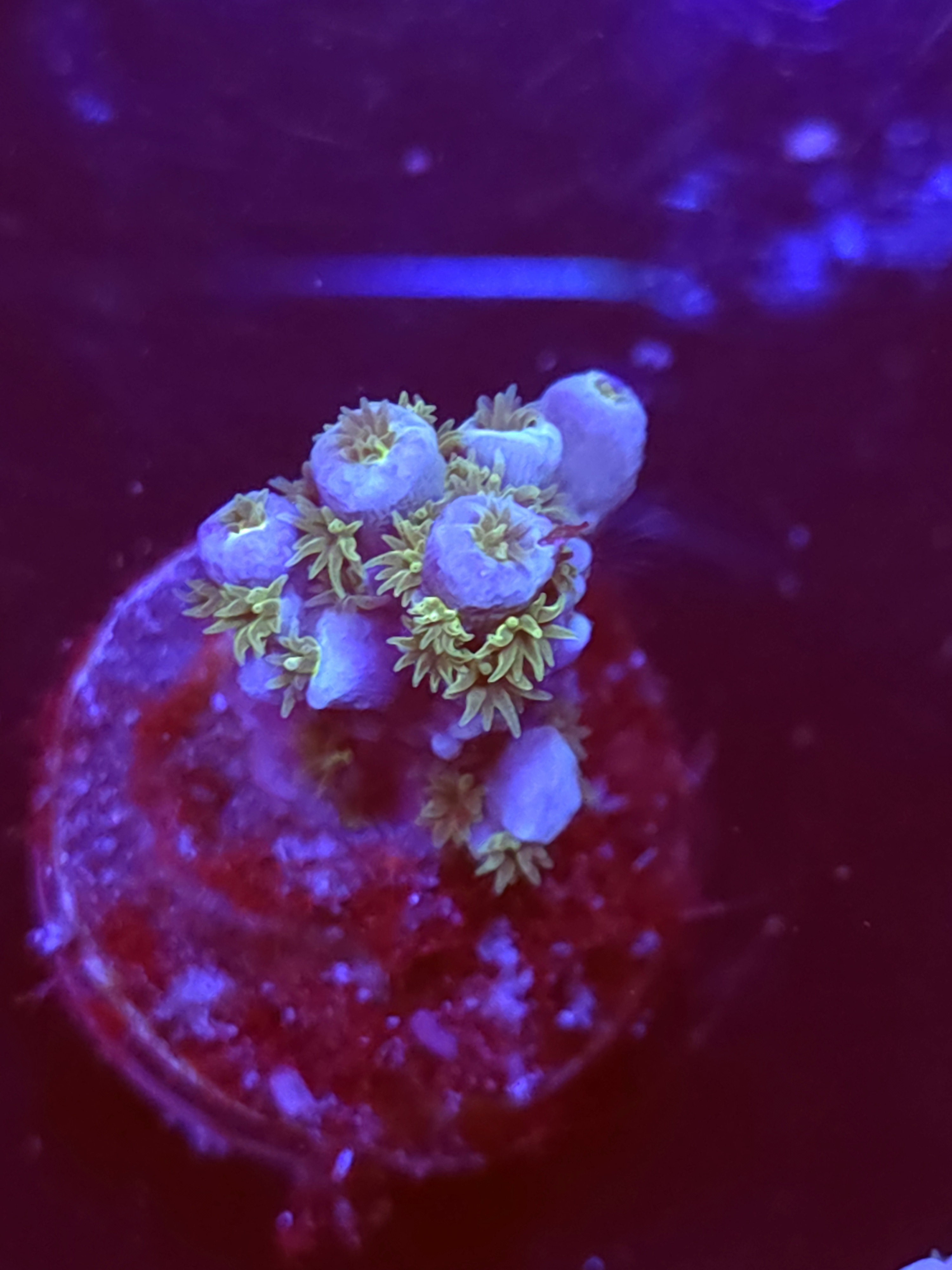 SBB "Magic Gum" Acro Small Branch