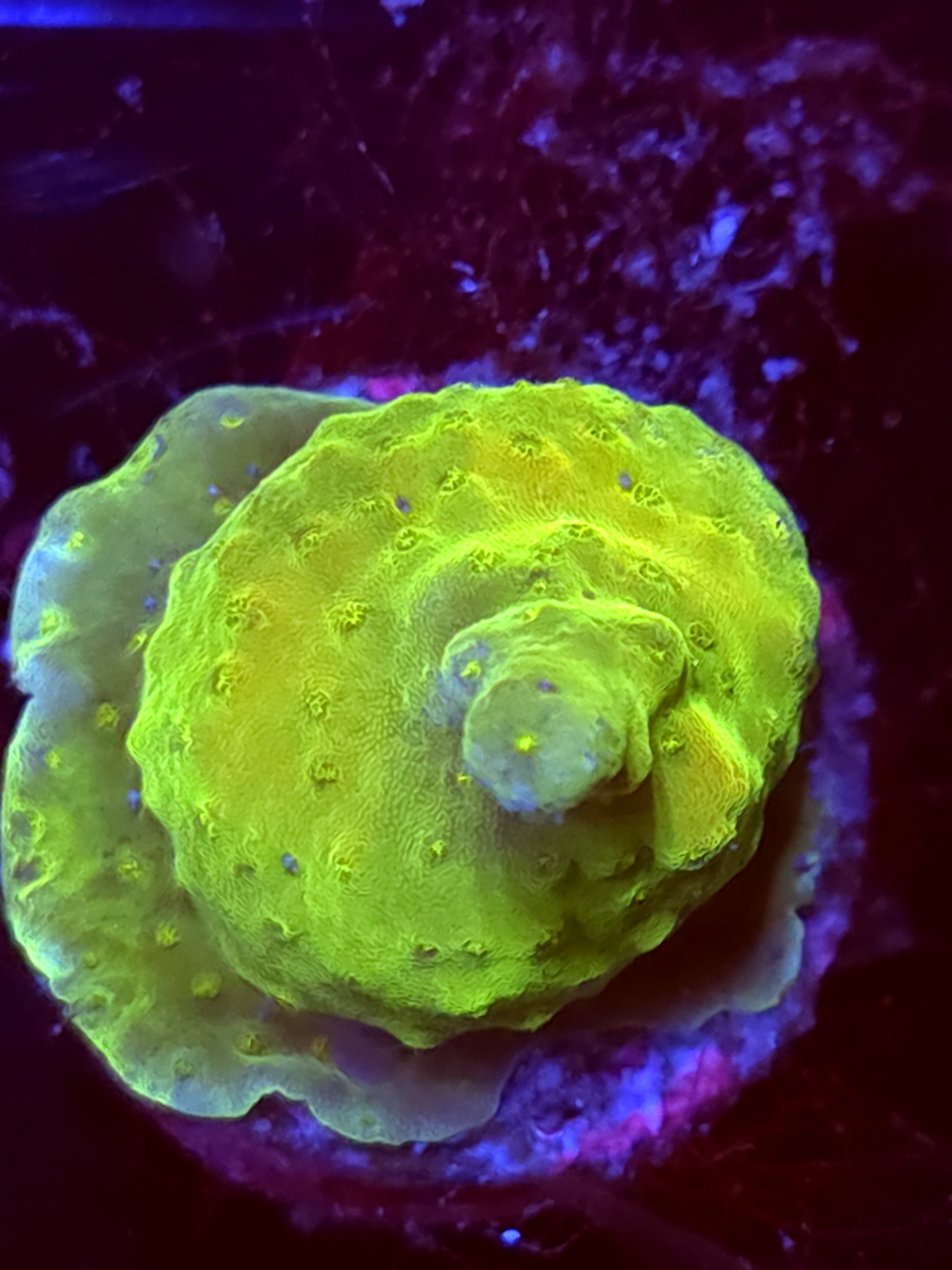 SBB "Yellow Fever" Acro Tiny Crusted