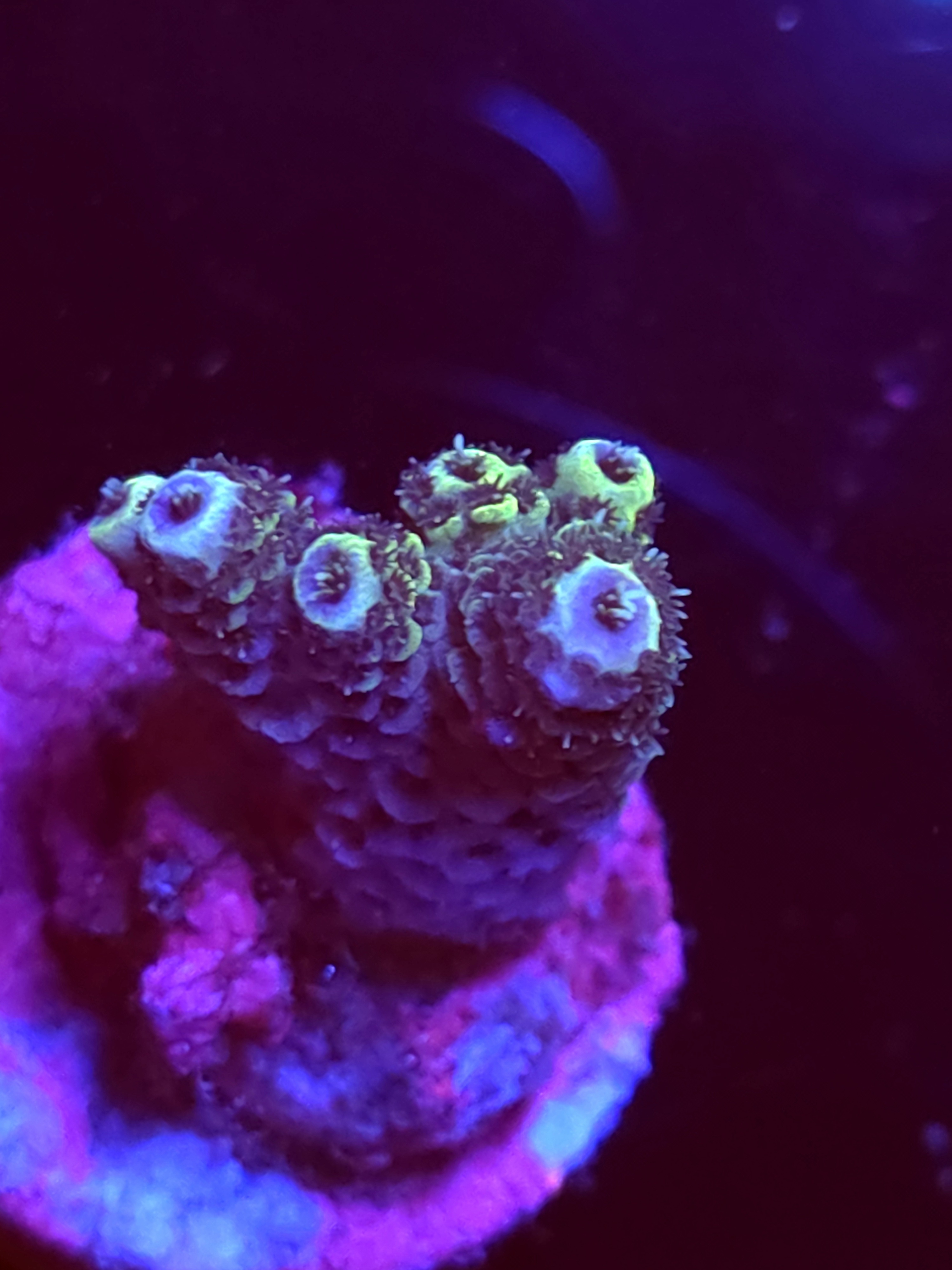 SBB "Mystery Signature" Acro Small Branch