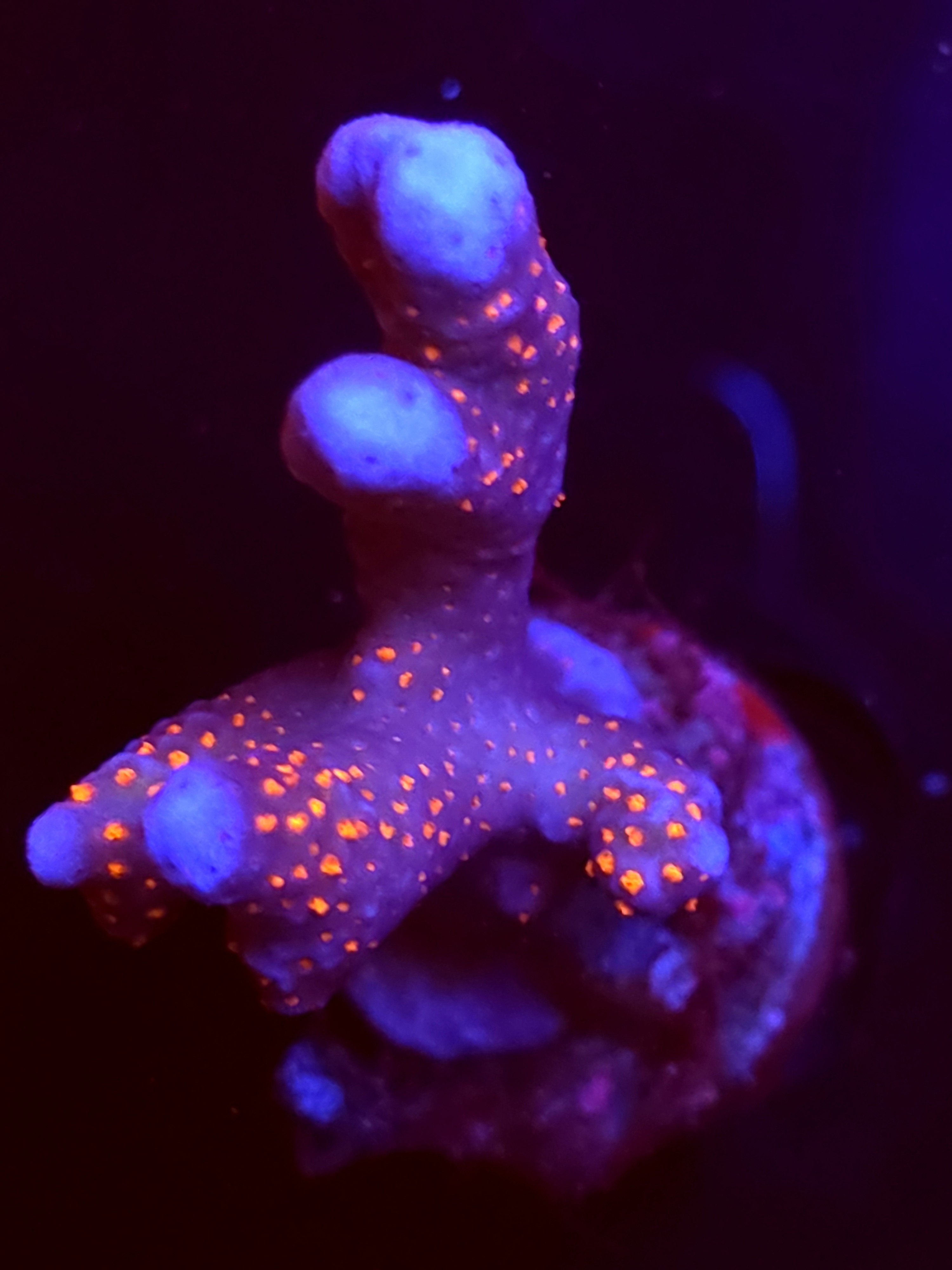 SBB "Mystery Signature" Acro Large Multibranch