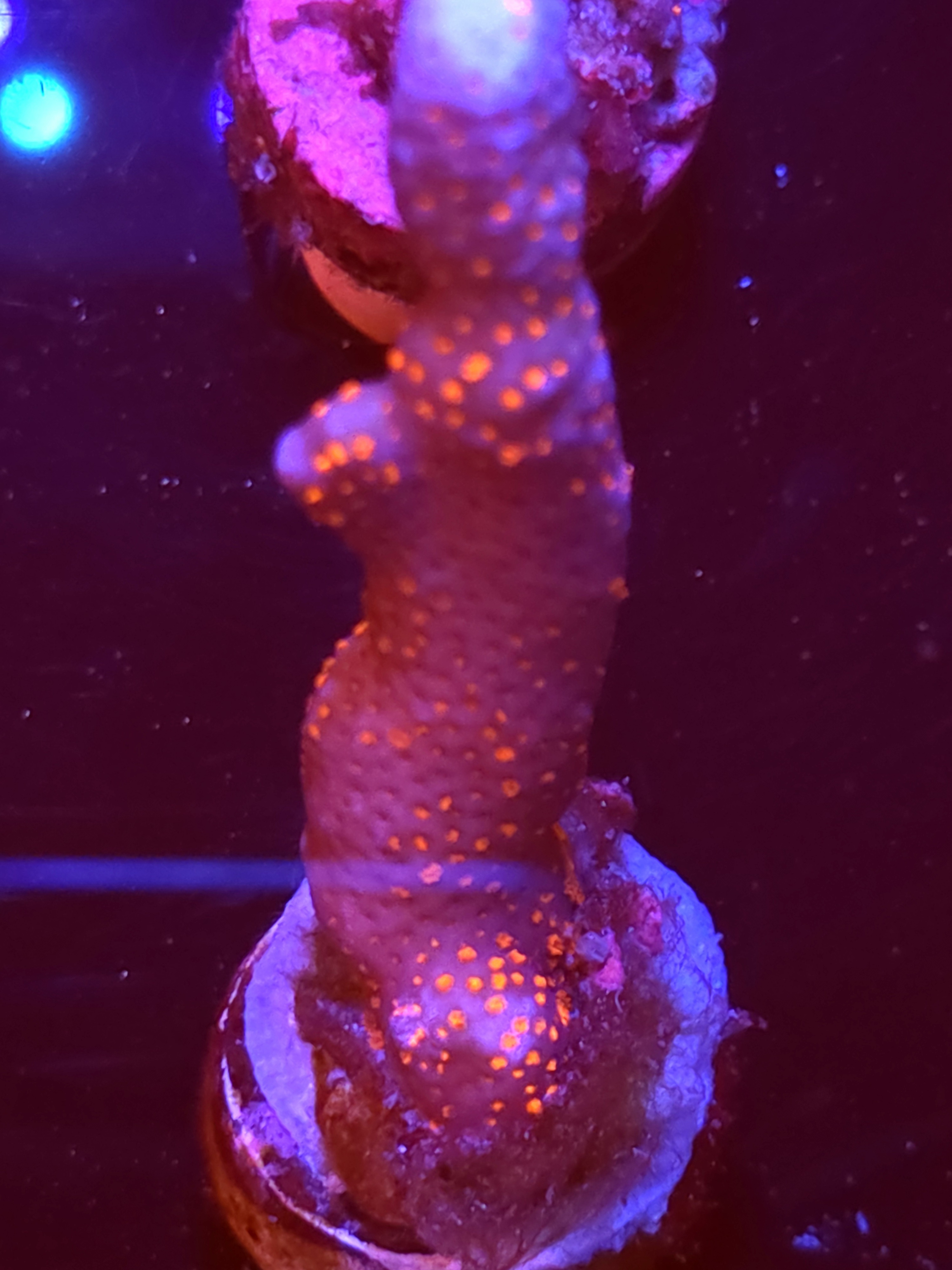 SBB "Bubble Digi" Acro Large Branch