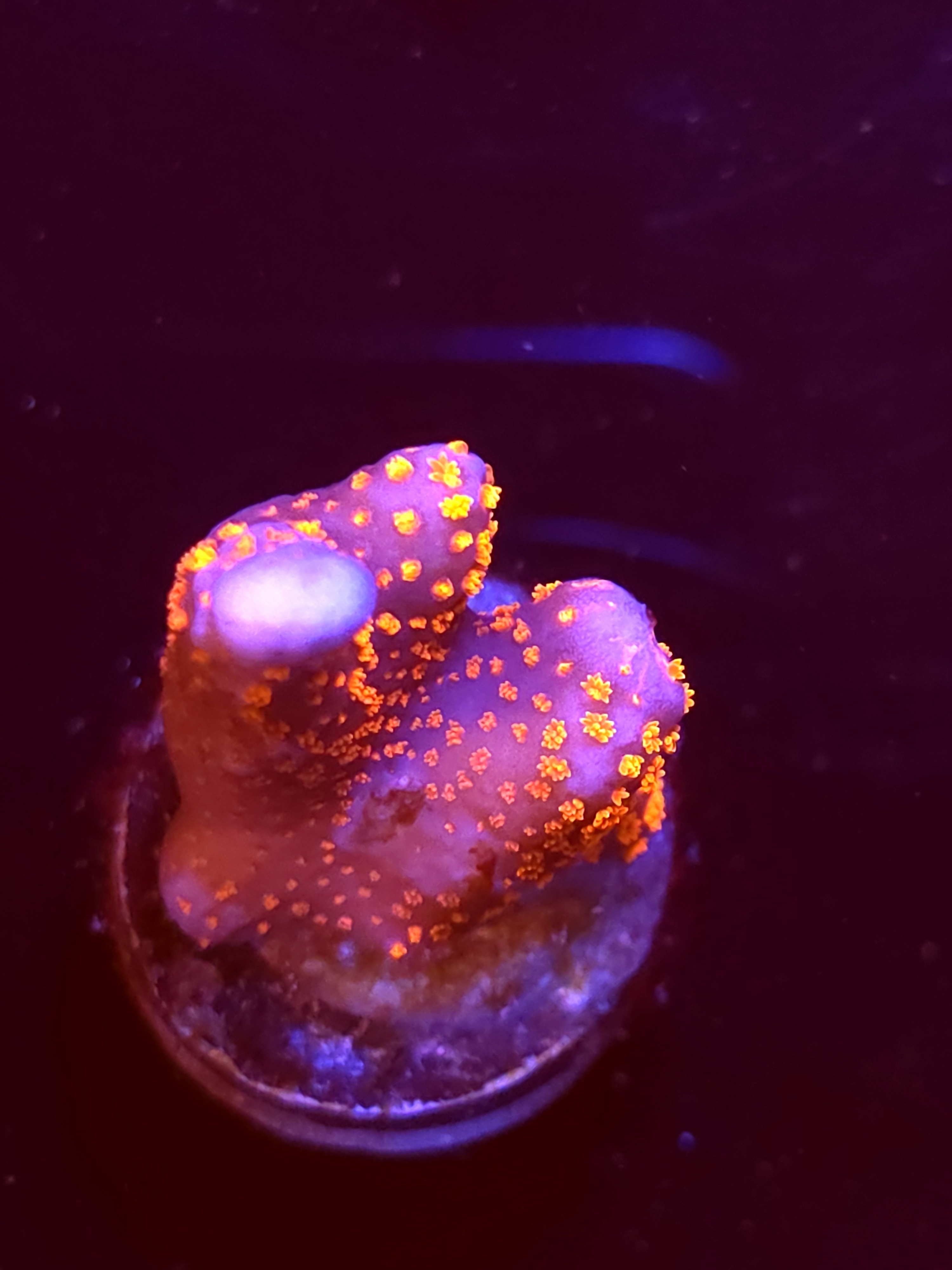 SBB "Bubble Digi" Acro Medium Chunk