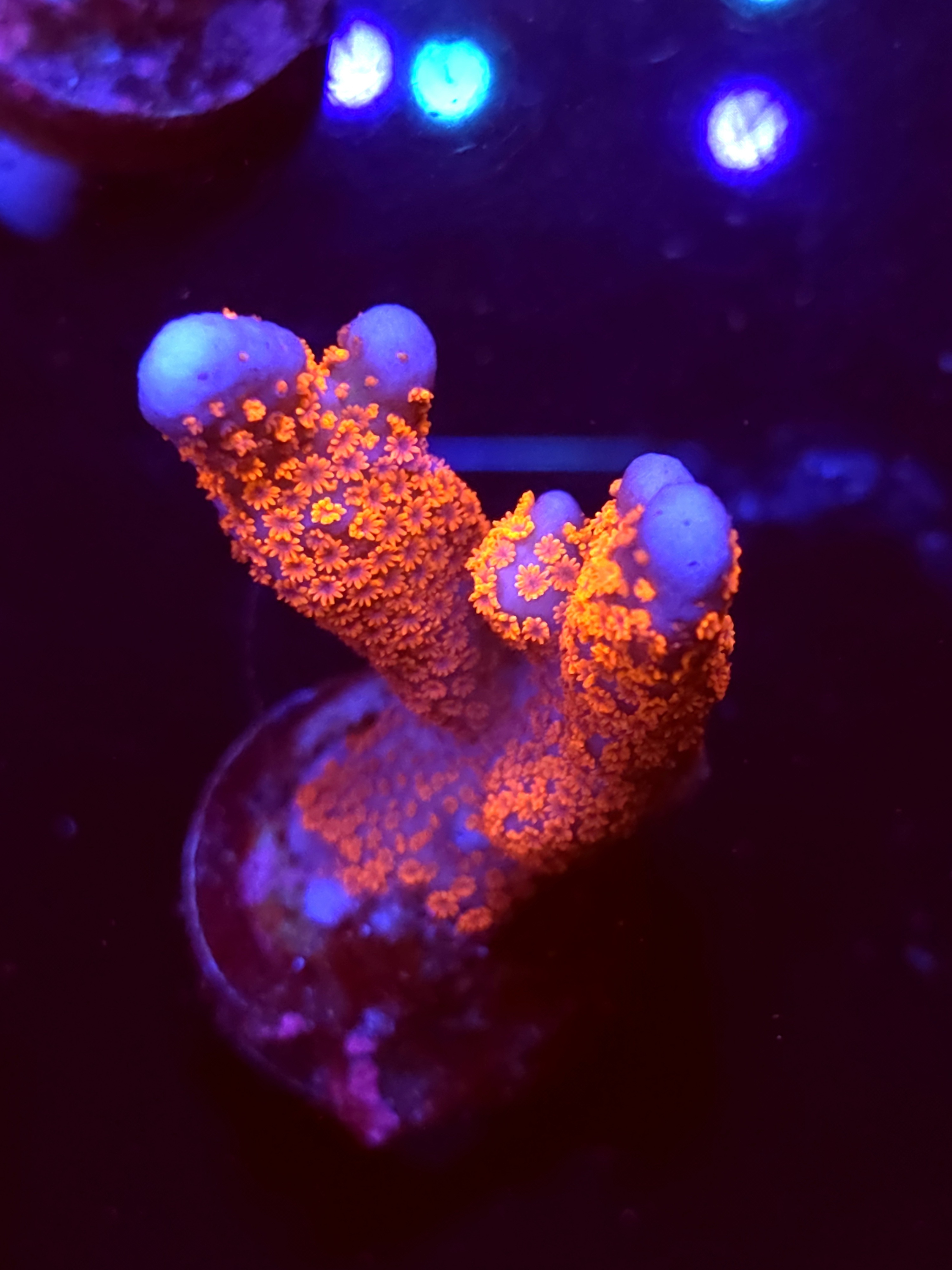 SBB "Bubble Digi" Acro Large 2 Branch
