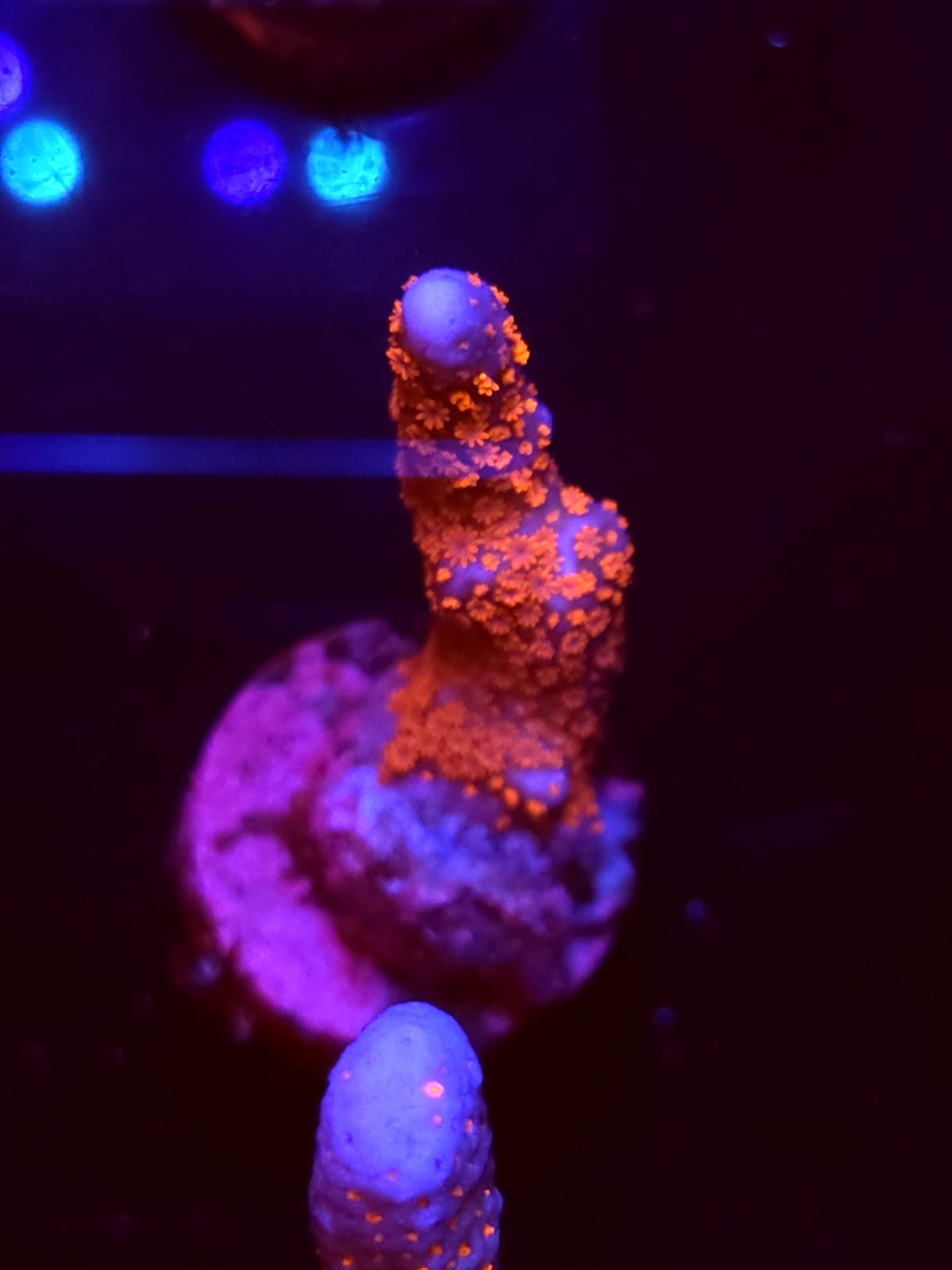 SBB "Bubble Digi" Acro Medium Branch