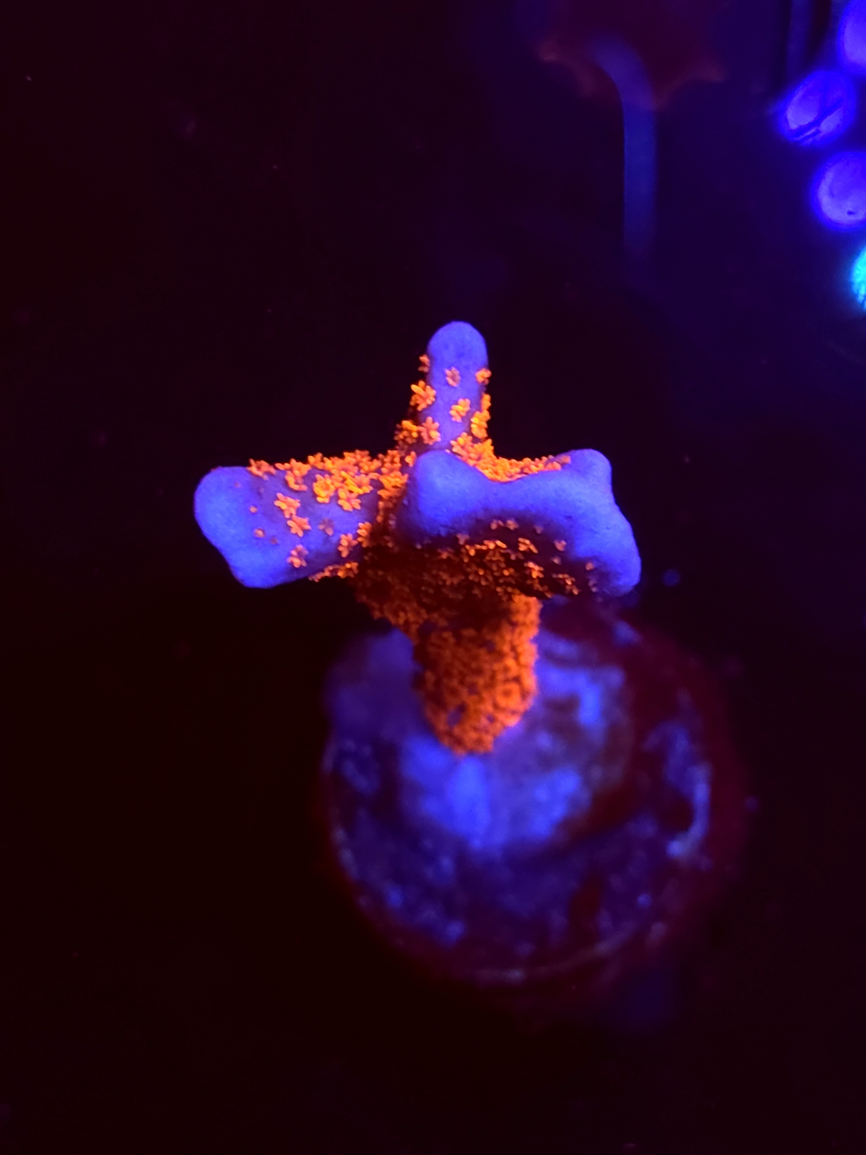 SBB "Mystery Signature" Acro Medium Branch