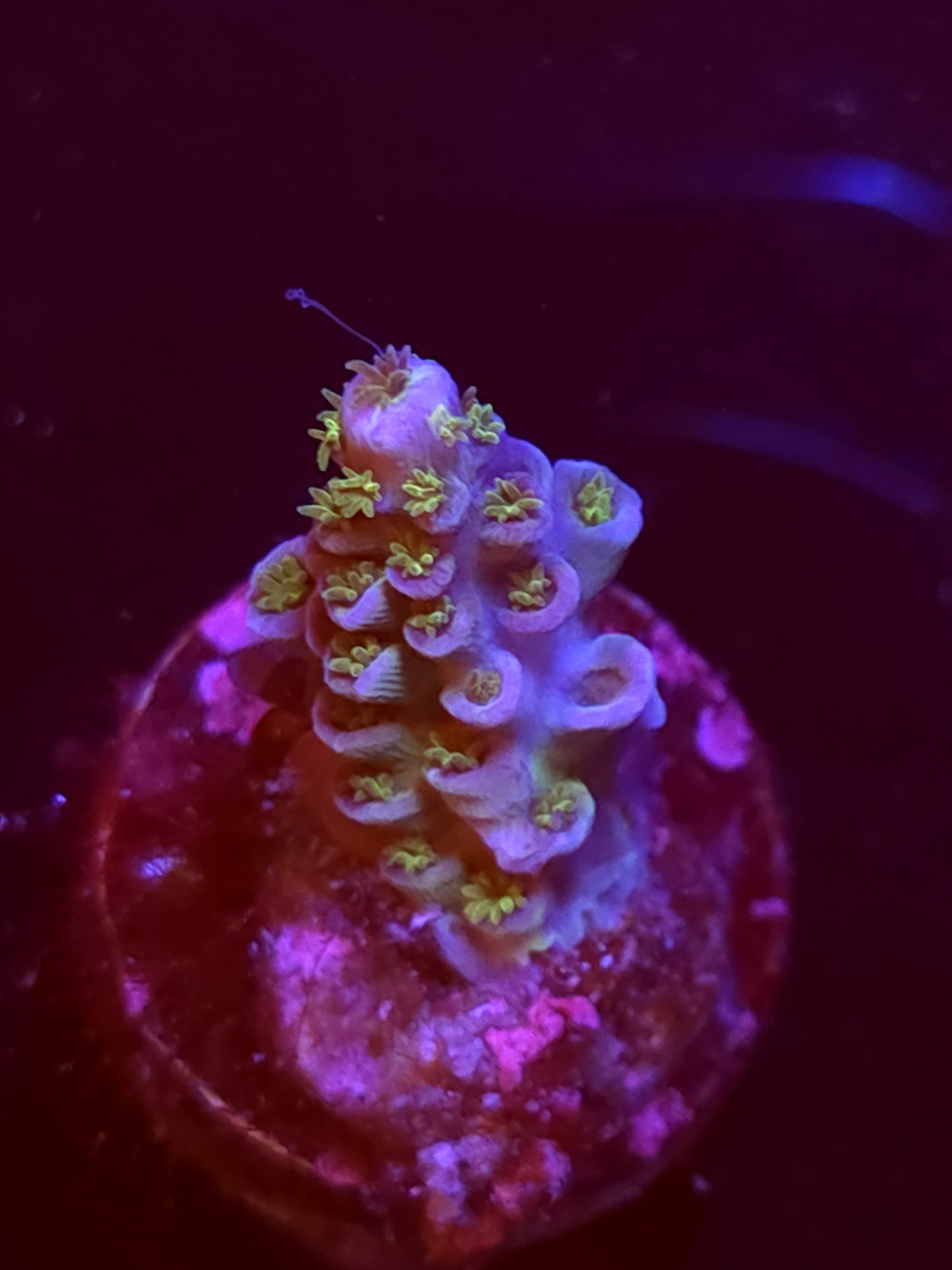 SBB "Ferry Floss" Acro Small Branch
