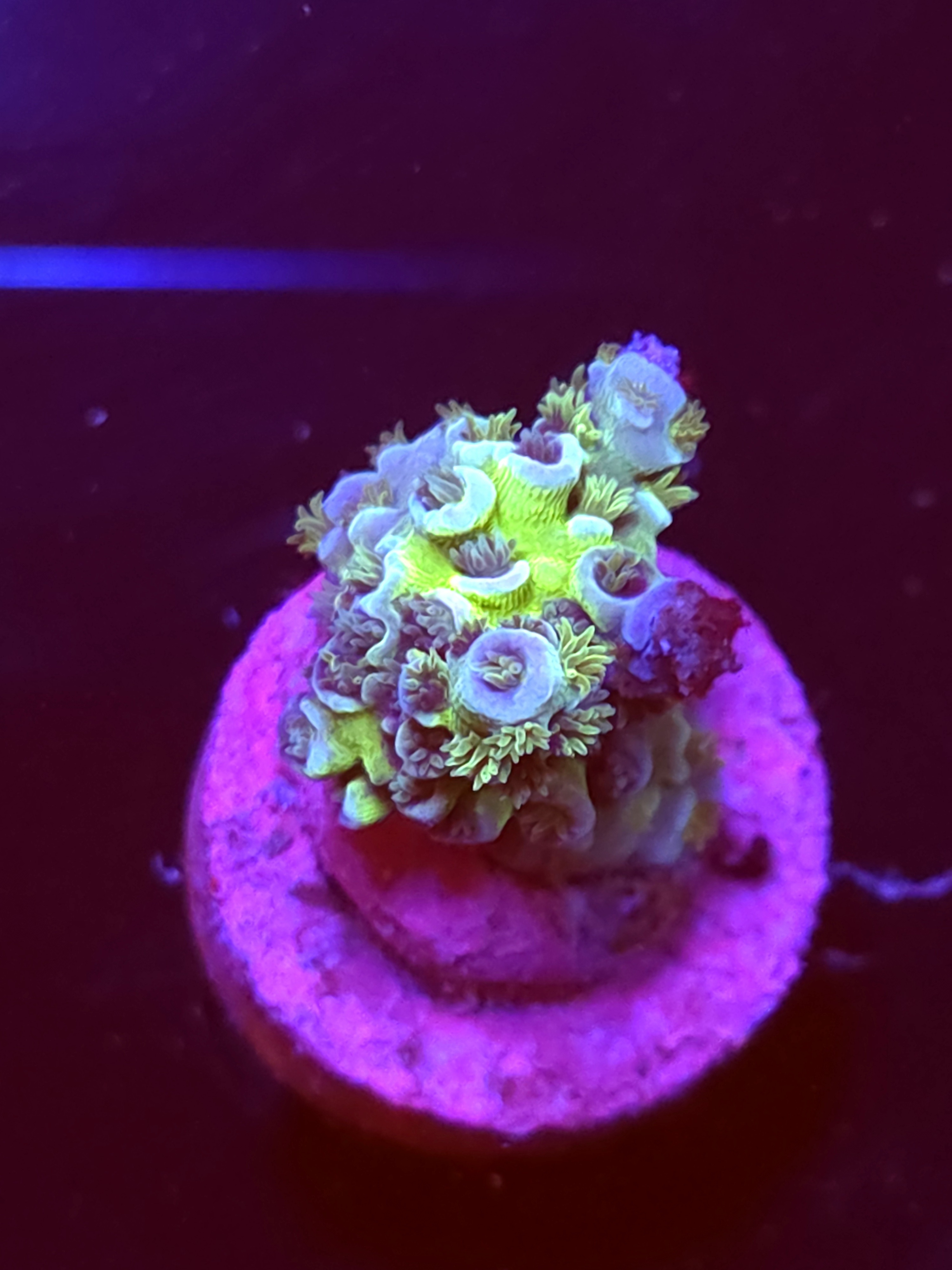 SBB "No Name" Acro Small Chunk