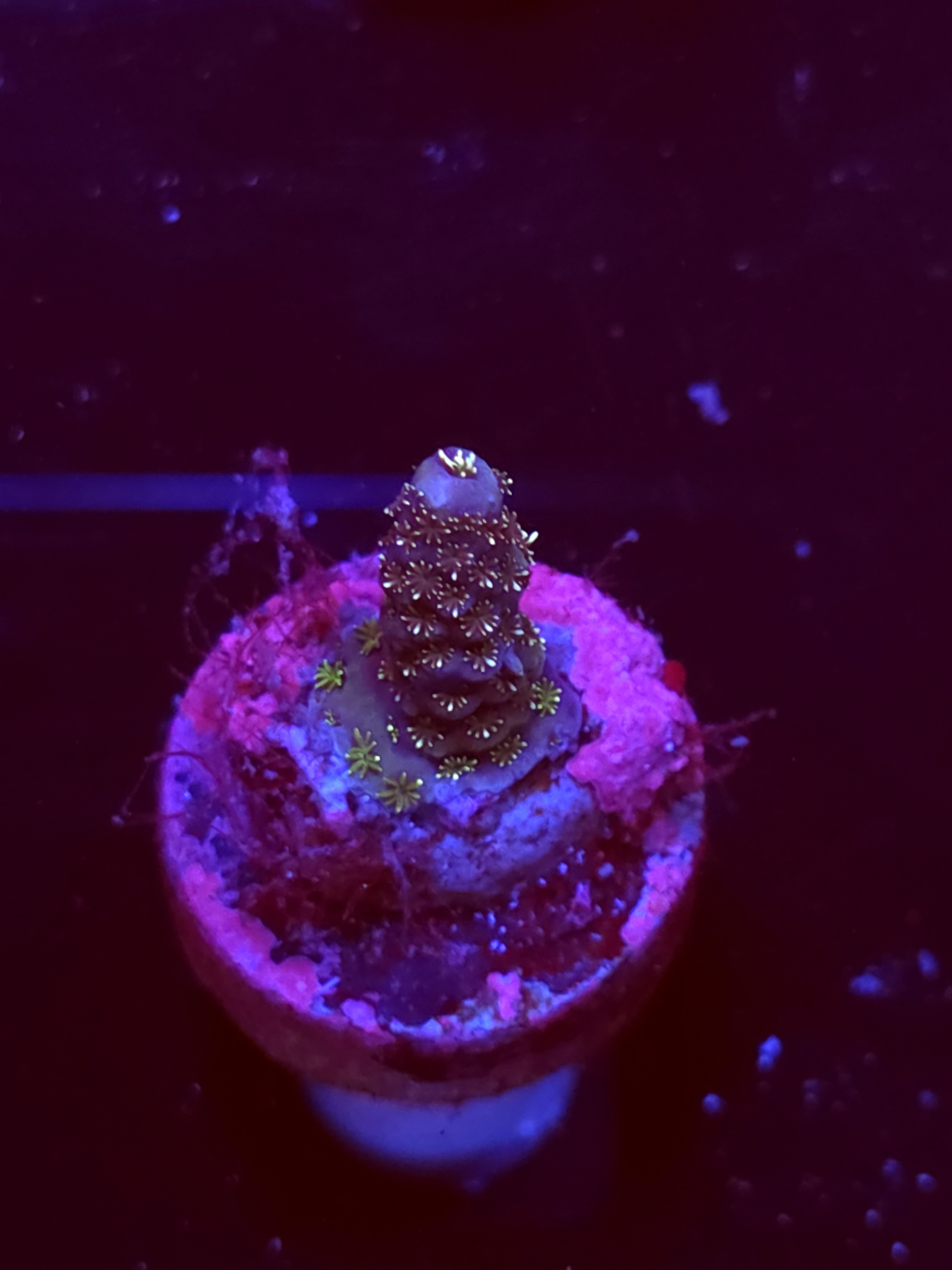 SBB "Lunar Ruler" Acro Small Branch