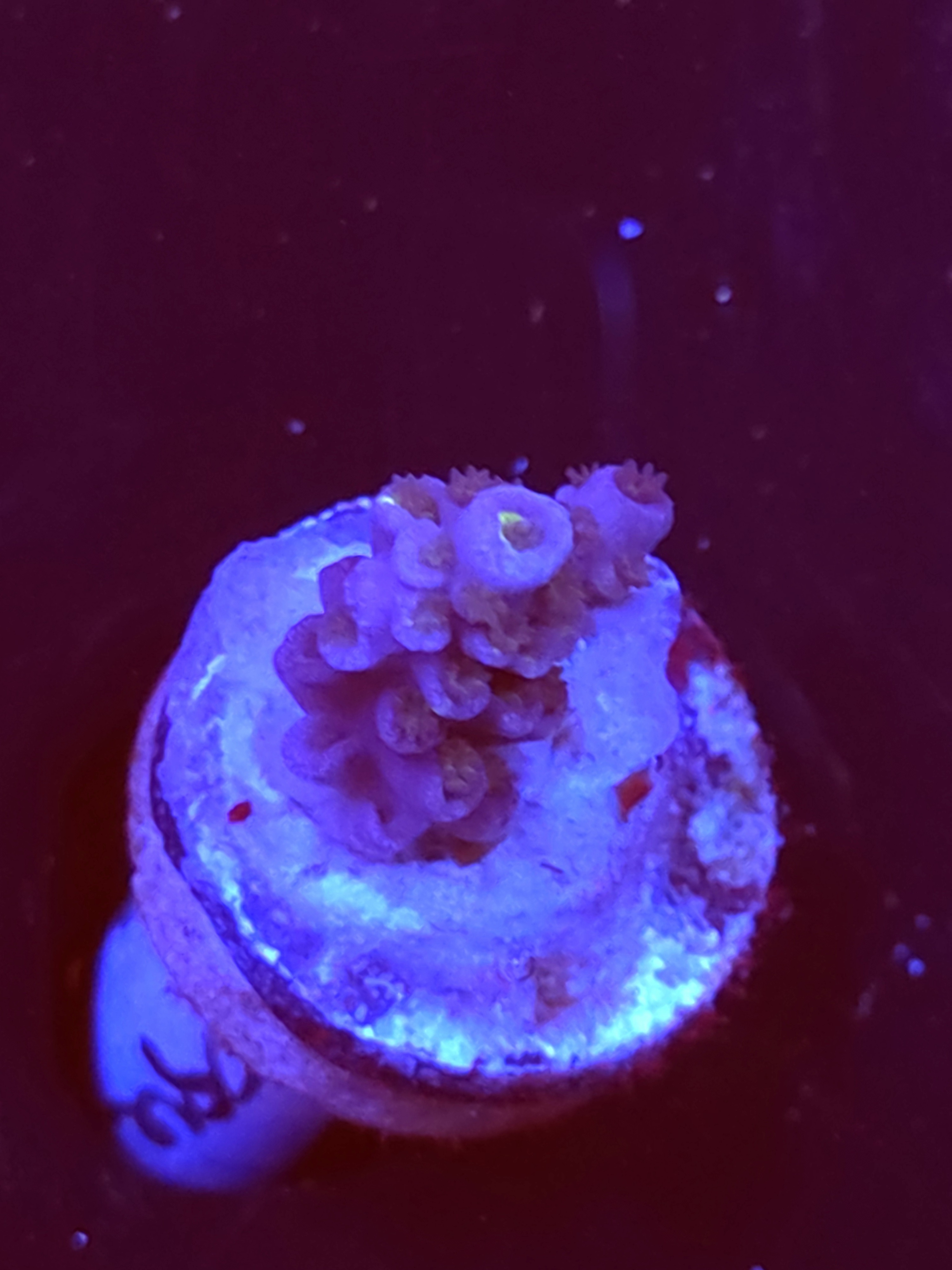 SBB "Mystery Signature" Acro Small Branch