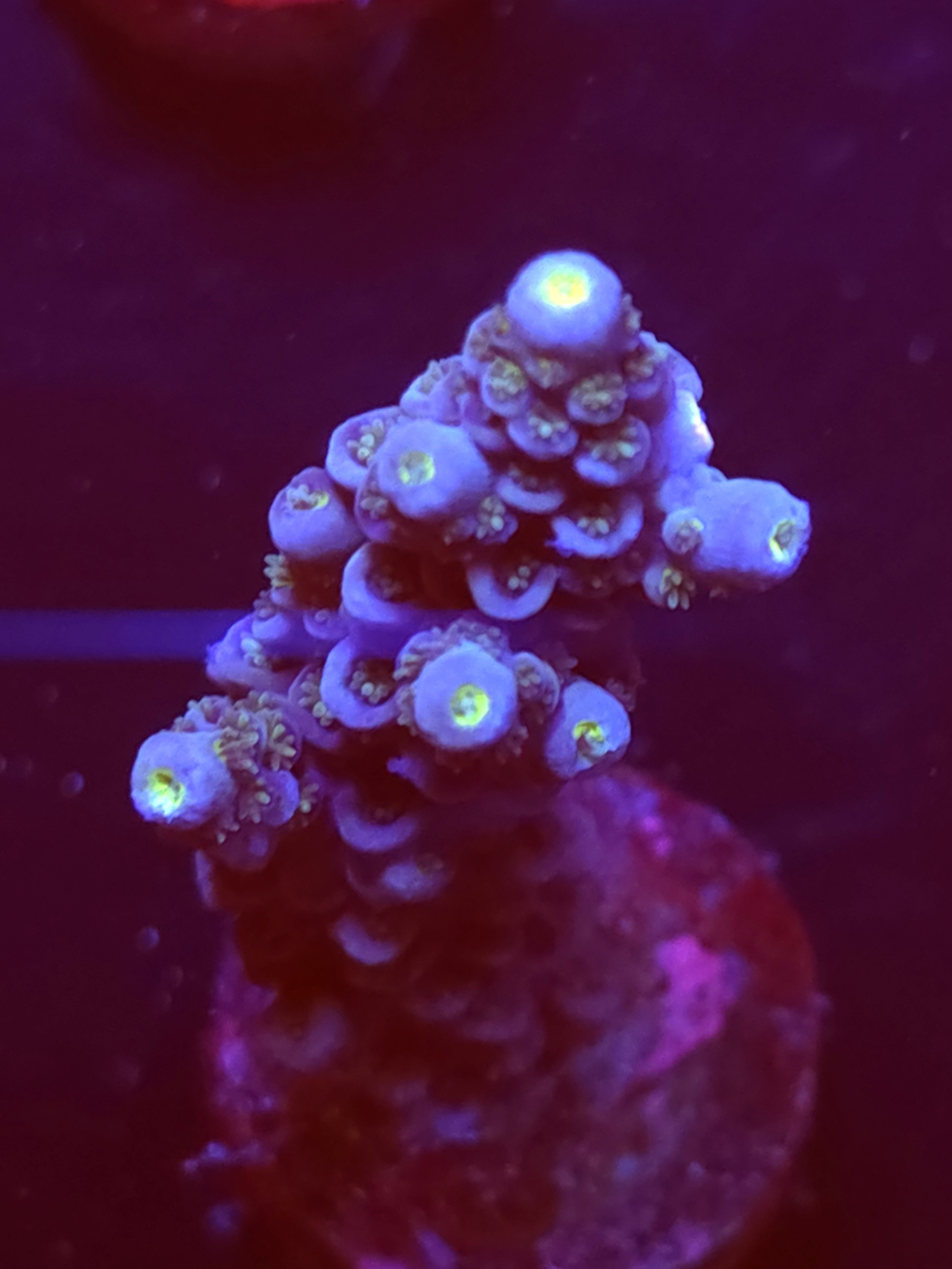 SBB "Star Taffy" Acro Large Branch