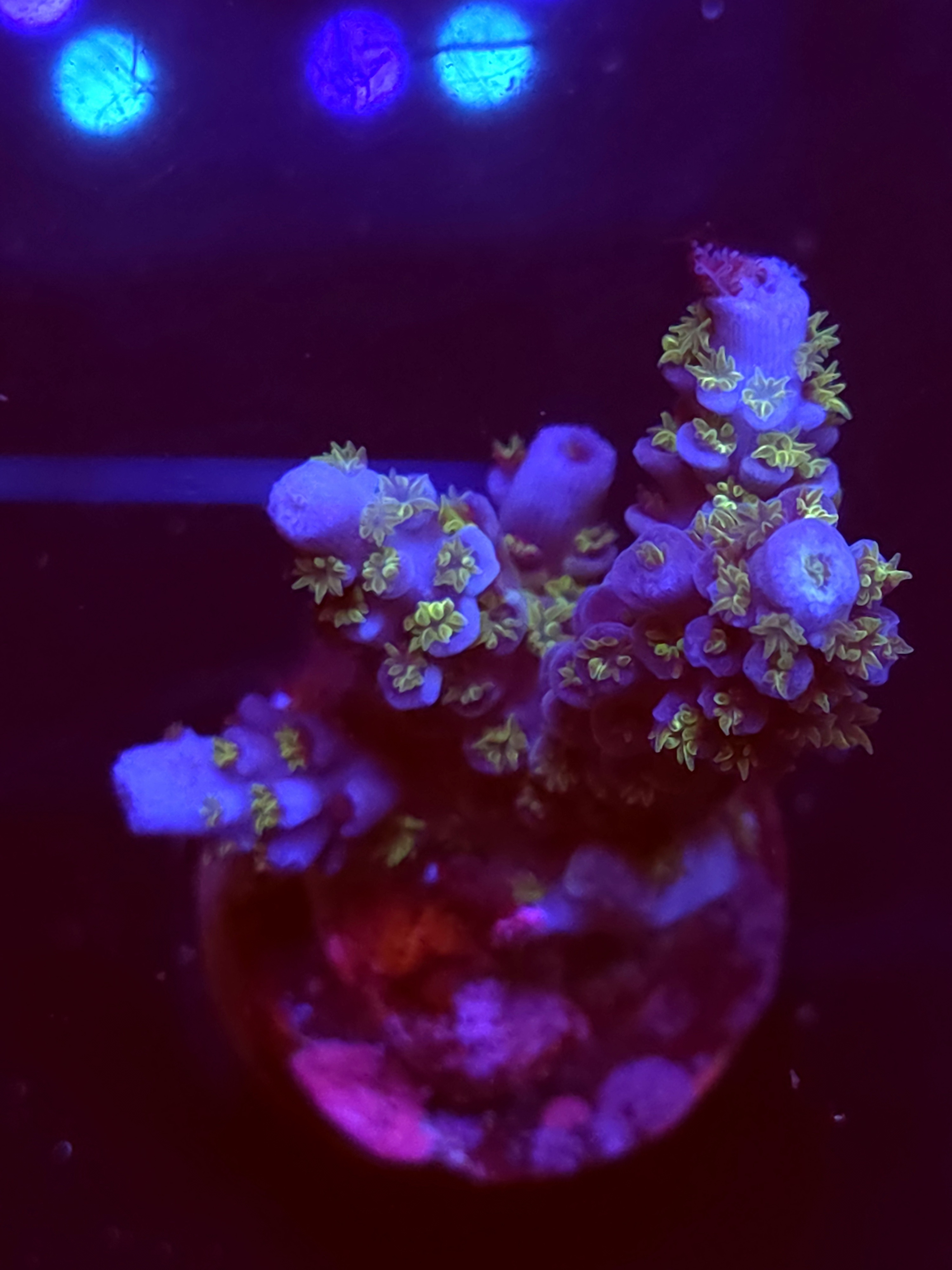 SBB "No Name" Acro Medium Multibranch