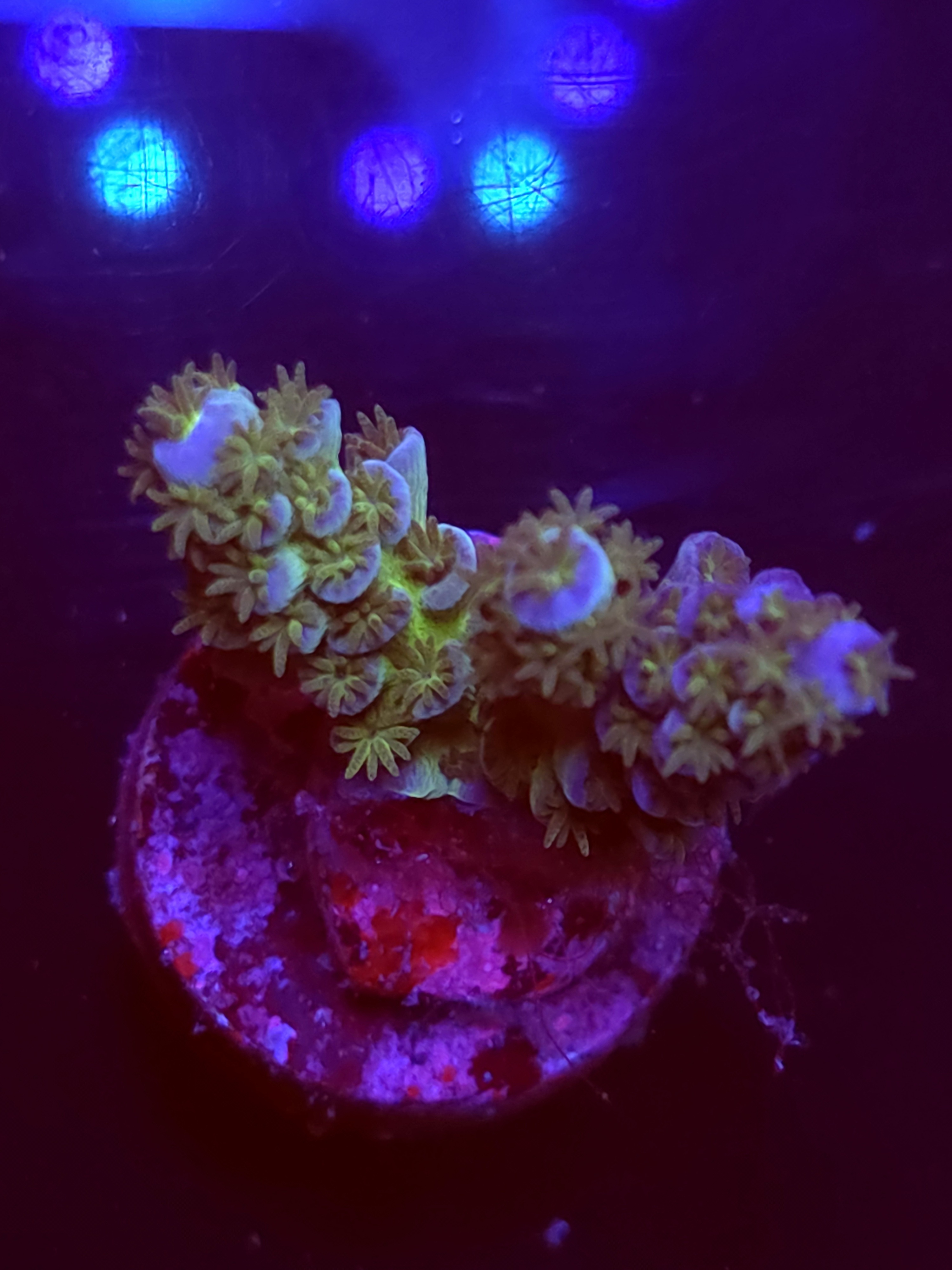 SBB "Purple Sun" Acro Medium 2 Branch