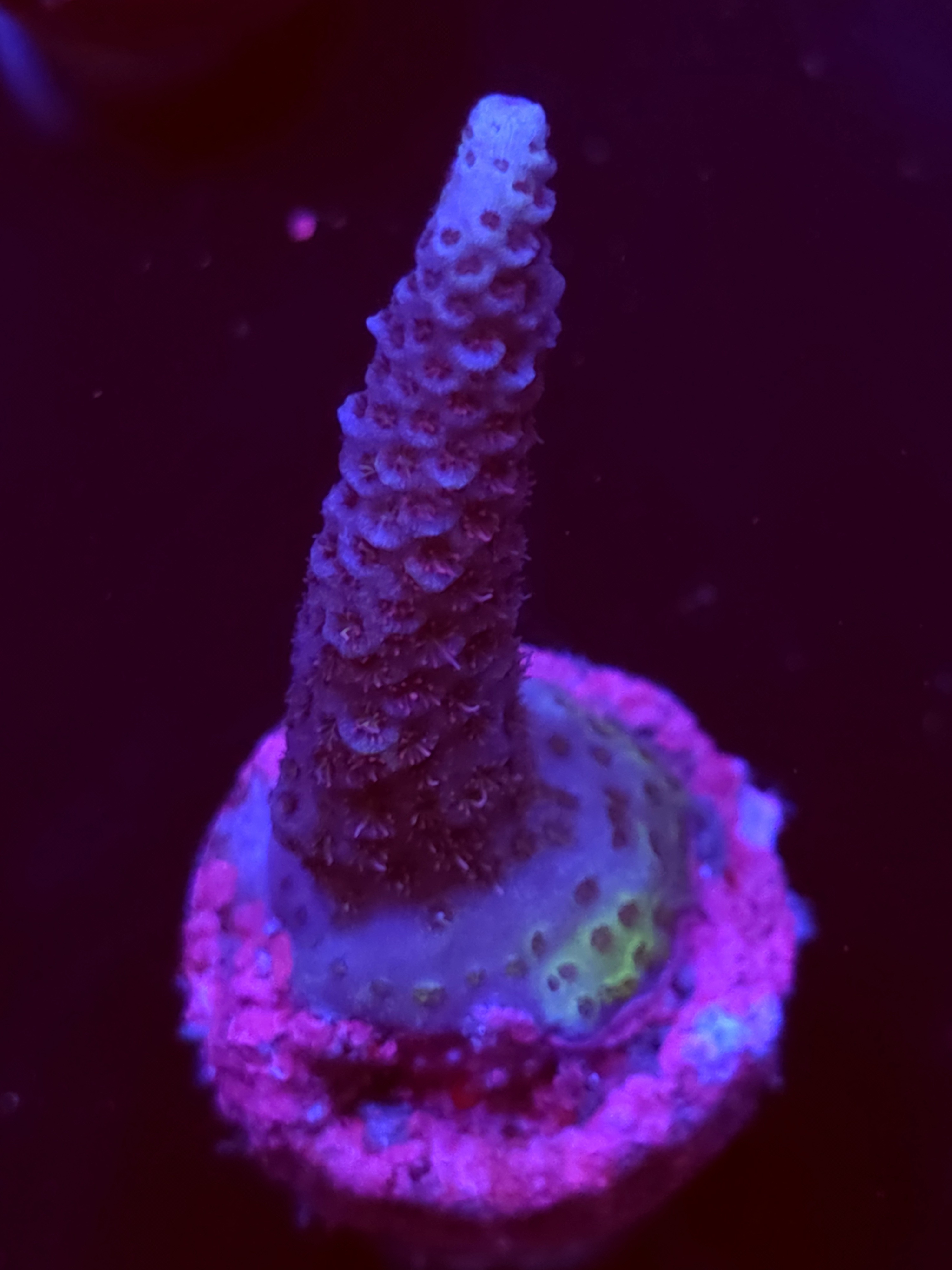 SBB "Mystery Signature" Acro Medium Branch