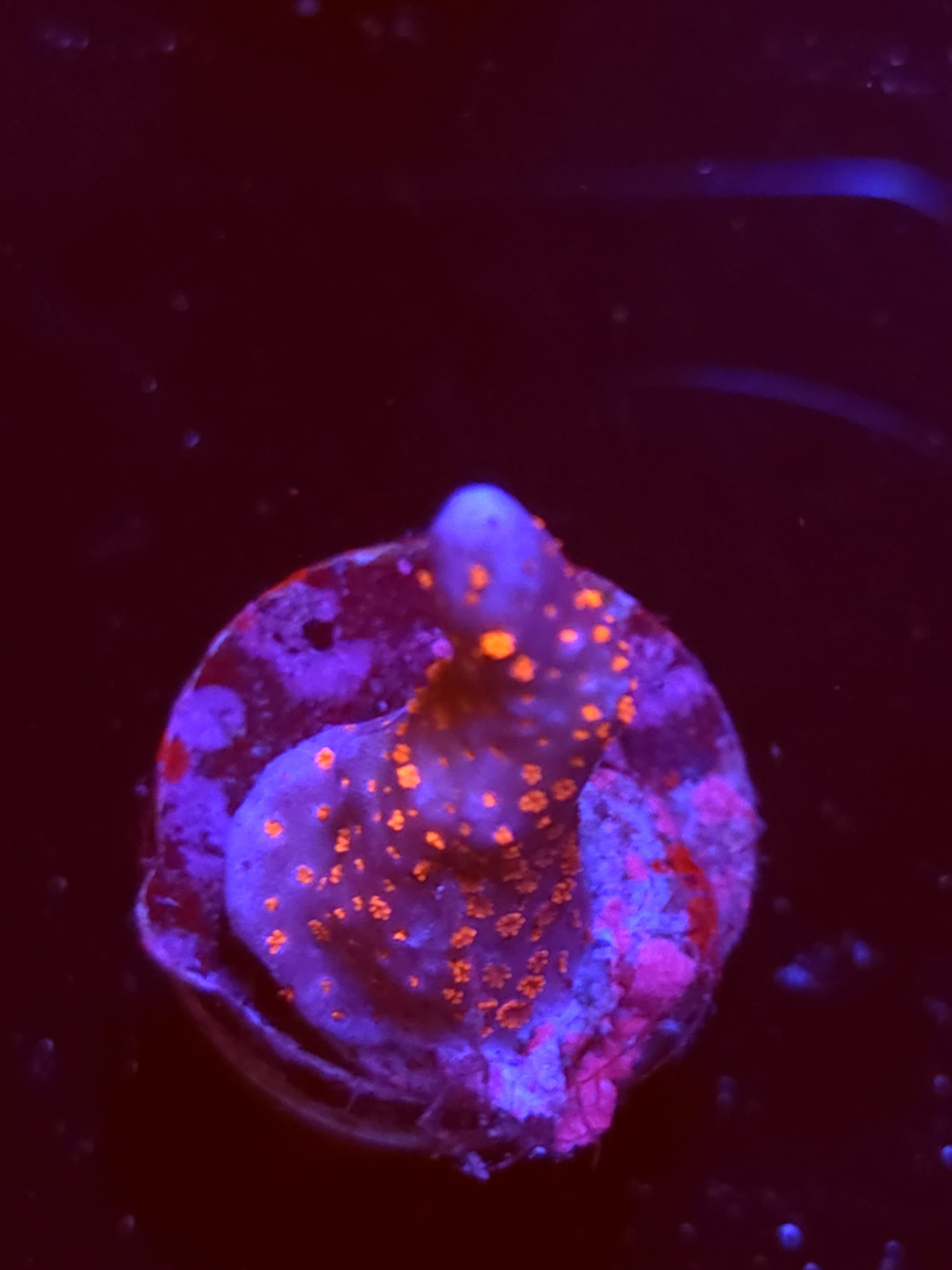 SBB "Bubble Digi" Acro Small Branch