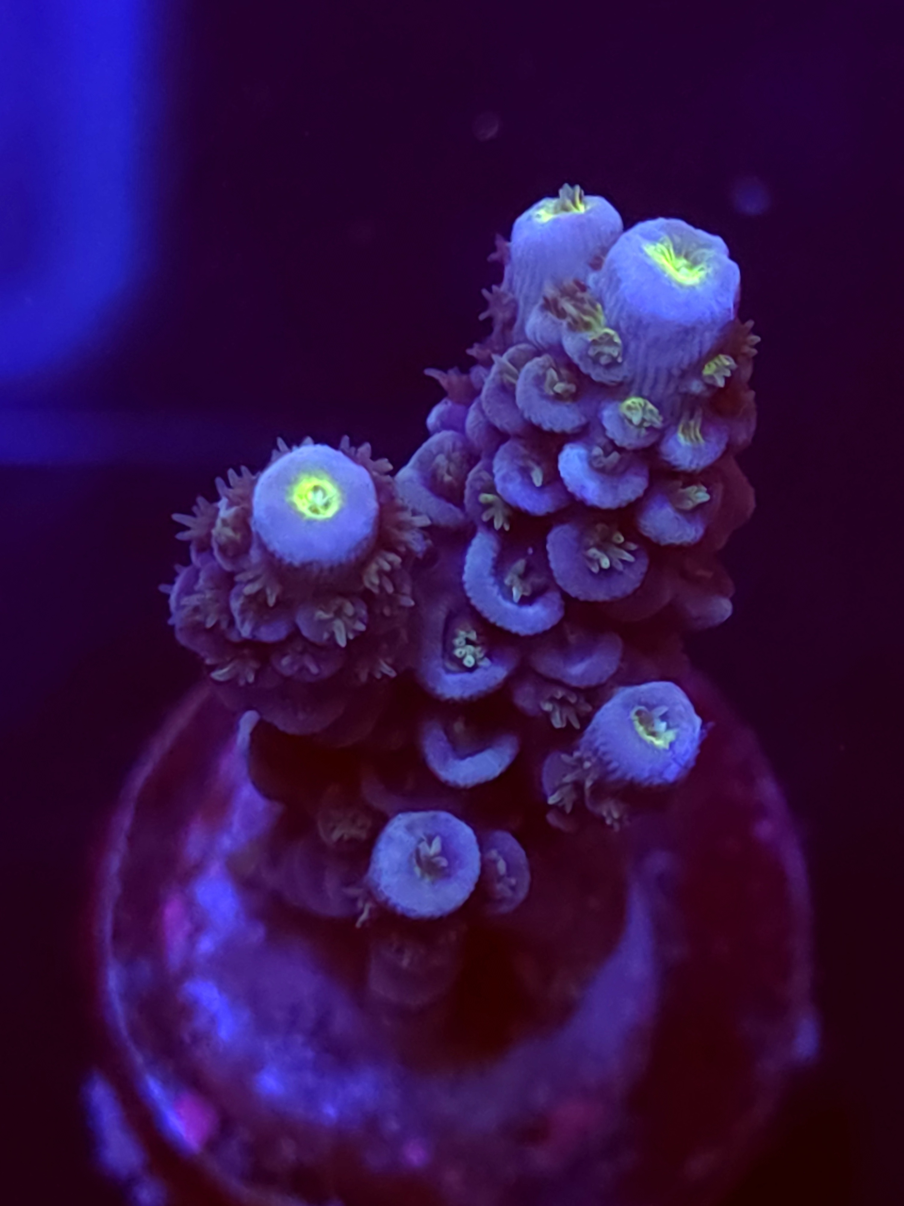 SBB "Star Taffy" Acro Large Branch